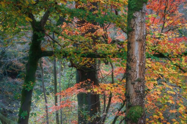 A dreamy woodland scene captures the essence of autumn in the Yorkshire Dales, where Japanese maples display vibrant coral-red leaves amongst the yellowing foliage of native trees. The misty atmosphere softens the forest's depths, whilst the rough-barked trunk of a silver birch stands prominently in the foreground, creating a striking contrast with the ethereal blend of emerald, amber and crimson leaves that dance throughout the composition.