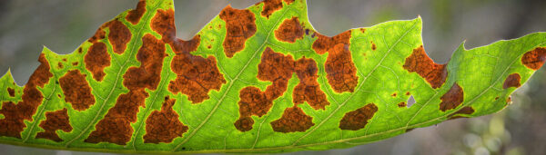 leave of a northern red oak