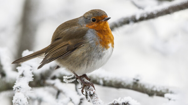 A robin sitting on the snowy branch of a tree with feathers fluffed up.