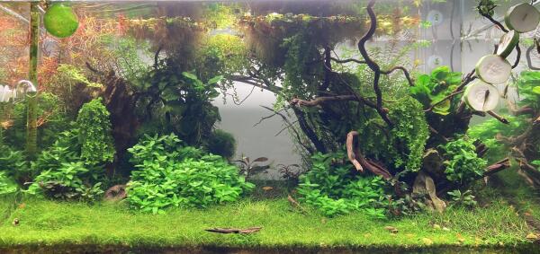 Bepflanztes Aquarium im Naturstil. Braune Äste, grüne Blätter. Otocinclus-Wels, der an Avocadoscheiben weidet, die von oben hängen.