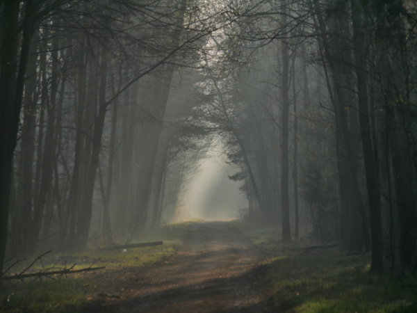 Forest road; sun shines through trees. In distance, a gap filled with mist, cut with slanted sunrays.