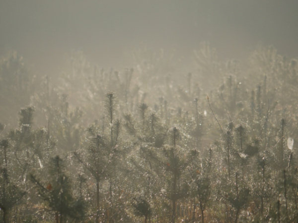 Young pines in the mist, golden sunlight. Wet cobwebs glisten, pines in distance disappear in the mist