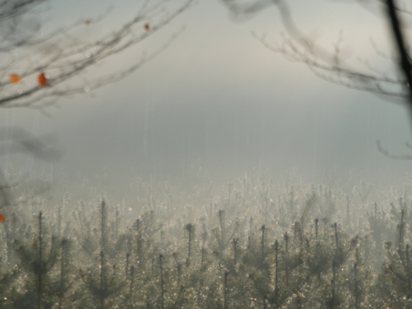 Similar scene, but the young pines occupy only the bottom; middle is just misty and darker. Close twigs suggest a kind of curtain near top of the image.