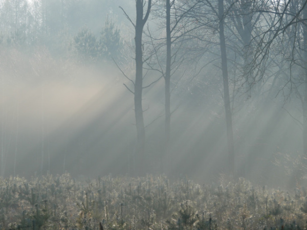Young pines again. On right side — tall old trees, partly visible through the mist. Slanted sunrays fill most of the image.