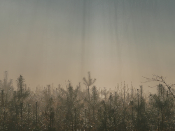 Over the young pines, long trunks of older trees barely visible through the mist.
