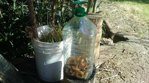 Imagen de un botellon de agua de 6 litros con la cosecha de hoy de lactarius delicosus. No son muchos, quzas hasta la altura de unos 700ml del botellon.