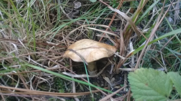 Picture of the suillus mushroom.