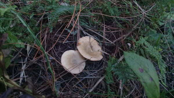 Picture of the two lactarius mushrooms.
