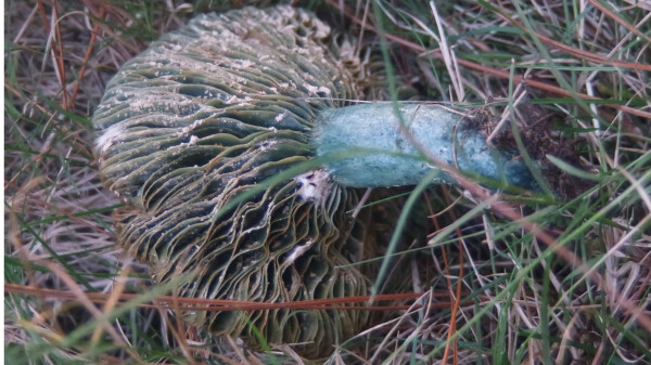 Picture of an old from moisture swolen lactarius that turned into greenish like oxedized copper color with what looks like a lot of spores.