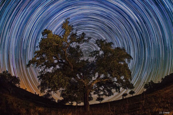 2013 October 23

North Celestial Tree
 * Image Credit & Copyright: Jerónimo Losada

Explanation: 
If you climbed this magnificent tree, it looks like you could reach out and touch the North Celestial Pole at the center of all the star trail arcs. The well-composed image was recorded over a period of nearly 2 hours as a series of 30 second long, consecutive exposures on the night of October 5. The exposures were made with a digital camera fixed to a tripod near Almaden de la Plata, province of Seville, in southern Spain, planet Earth. Of course, the graceful star trails reflect the Earth's daily rotation around its axis. By extension, the axis of rotation leads to the center of the concentric arcs in the night sky. Convenient for northern hemisphere night sky photographers and celestial navigators alike, the bright star Polaris is very close to the North Celestial Pole and so makes the short bright trail in the central gap between the leafy branches. 

Authors & editors: Robert Nemiroff (MTU) & Jerry Bonnell (UMCP)
NASA Official: Phillip Newman Specific rights apply.
NASA Web Privacy Policy and Important Notices
A service of: ASD at NASA / GSFC
& Michigan Tech. U.
