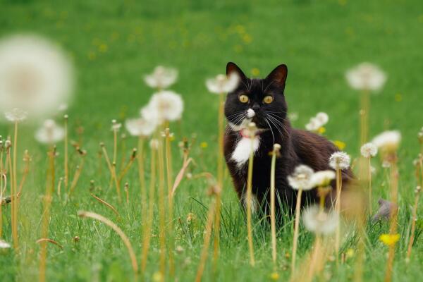 My little cat in a field of dandelions enjoying her life