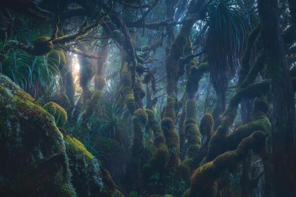 A dense, misty forest filled with thick, moss-covered trees and large plants. The scene has an ethereal, otherworldly atmosphere with soft light filtering through the canopy. The twisted tree branches and lush green foliage create a mysterious and ancient feel, resembling a fantasy or enchanted woodland.