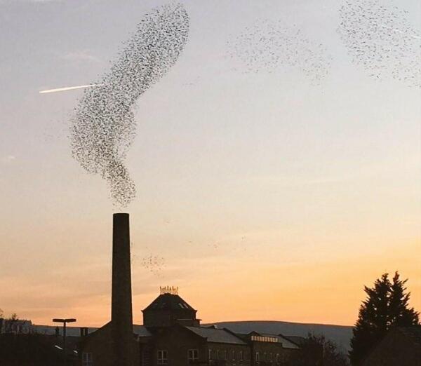 The photo shows a starling murmuration, which is the name for the phenomenon of thousands of starlings flying together in a large, swirling flock directly above a tall industrial chimney. It gives the illusion of the starlings forming steam coming out of the top.