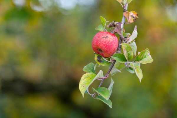 Hängt noch, ein Apfel