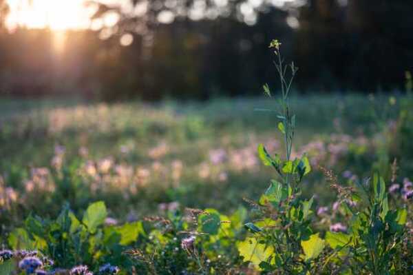 Sonnenuntergang über dem Feld