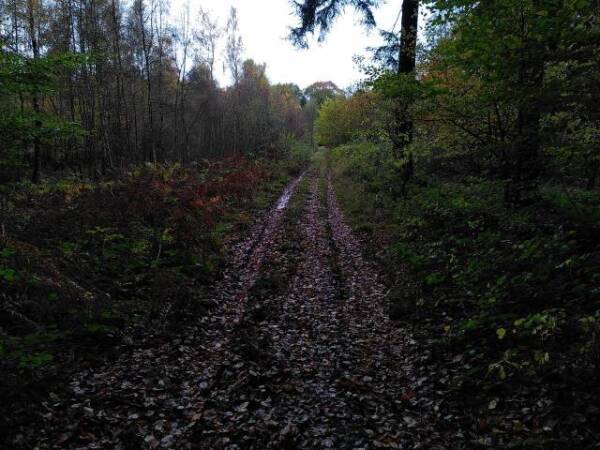 Ein Laubbedeckter Waldweg.