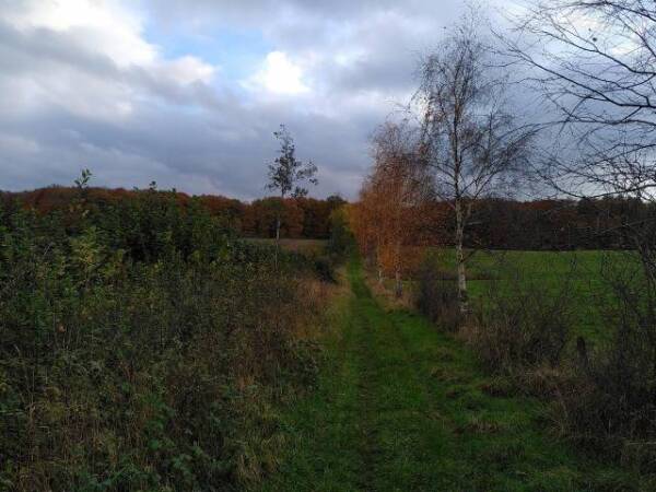 Weg entlang einer Wiese, im Hintergrund ist ein herbstlicher Wald zu sehen