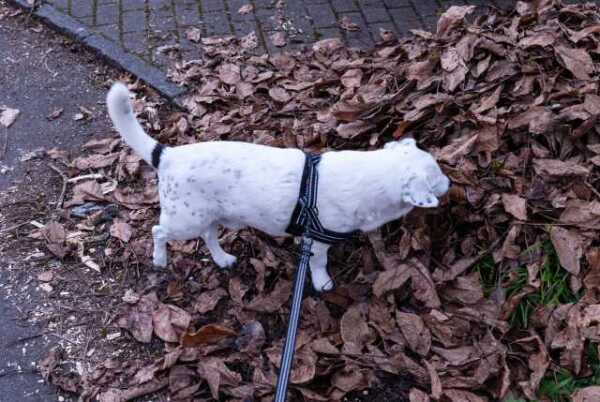 Ein Bild vom Bob muß sein / Terrier