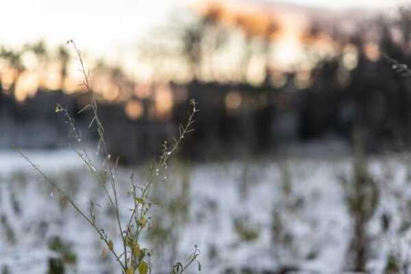 Gräser im Gegenlicht