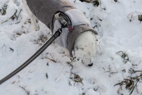 Unser Hund im Schnee