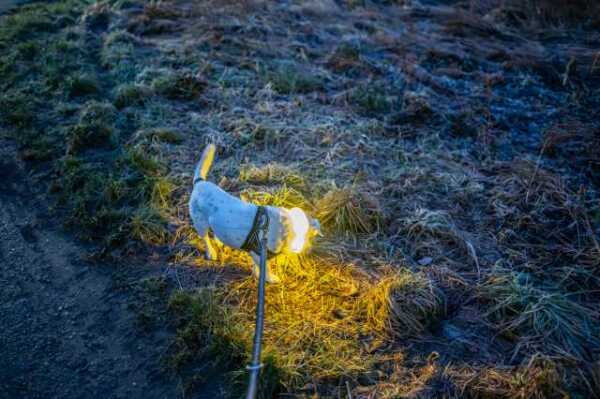 Bob mit Leuchthalsband