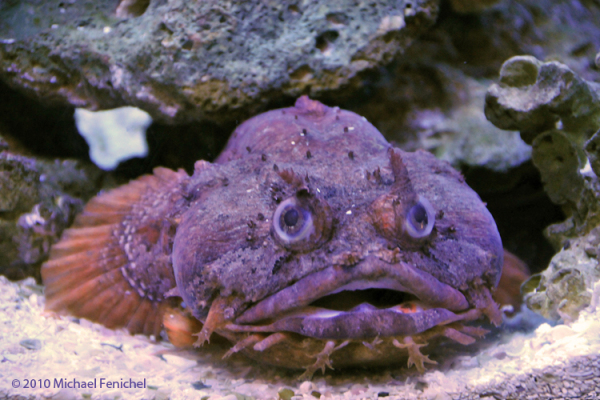 Toadfish