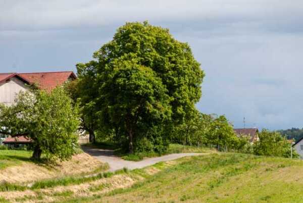 Baumgruppe beim Bauern