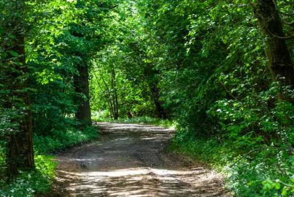 Waldweg