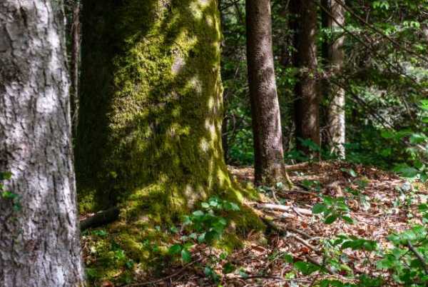 Im Wald