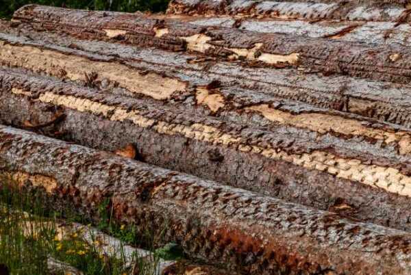 Holzstämme, mechanisch bearbeitet