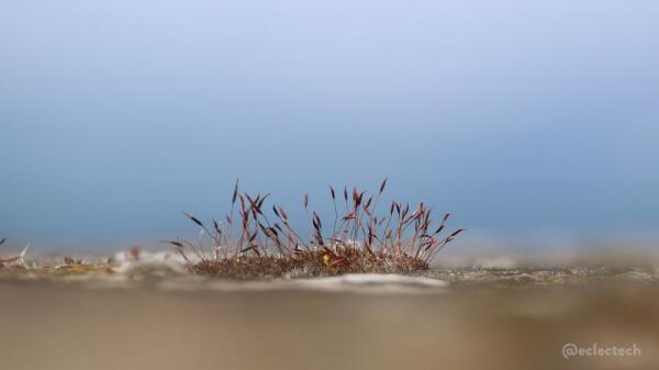 A photo of a small fairly flat clump of brown and grey moss, with its perky sporophytes, on a stone wall. The focus is extremely tight on the moss. The third of the image below it is blurred grey/brown stone, the two thirds above is a blurred grey/blue of the sky.