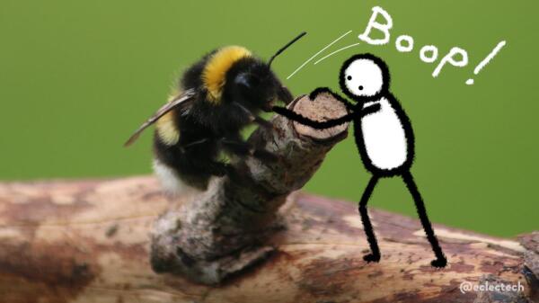 A photo of a fluffy white bottomed bee crawling up an offshoot of a bare branch against a blurred green backdrop. A simple figure has been scribbled to its right, leaning in to boop it on the nose. The word boop is written above.