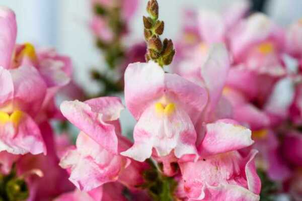 Noch ne Blume