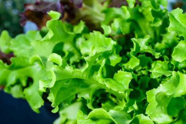 Salat
