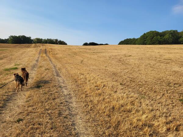 Ein weitläufiges, trockenes Feld unter einem klaren blauen Himmel mit zwei Hunden auf einem Pfad. Das goldbraune Gras erstreckt sich über die Landschaft, durchzogen von zwei parallelen Trampelpfaden. Auf dem linken Pfad laufen zwei Hunde hintereinander; ein hellbrauner Hund befindet sich im Vordergrund und ein dunklerer Hund folgt dahinter. Eine schwarze Leine führt vom unteren linken Bildrand zum ersten Hund. Im Hintergrund begrenzt eine Reihe grüner Bäume den Horizont unter einem wolkenlosen Himmel.