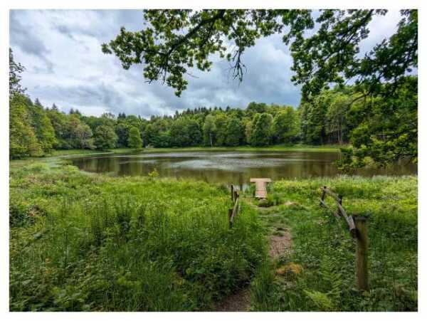 Mit Bäumen umstandenes Maar in der Vulkaneifel. Der Himmel ist silbrig grau.