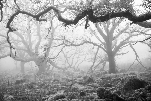 Oak woods 