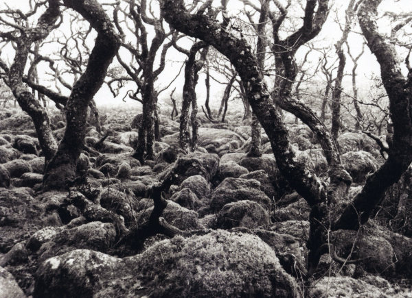 Black a tor copse, 2005