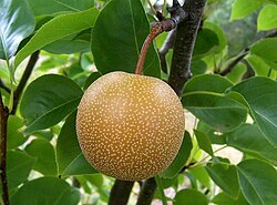 pear
